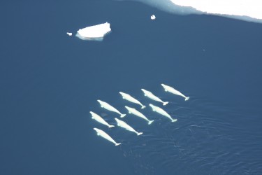belugas swimming