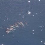 narwhals