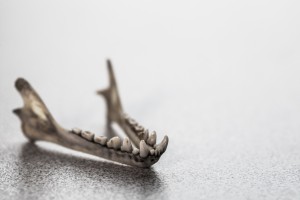 jaw bone with teeth