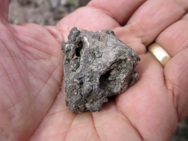 skull of procolophonid