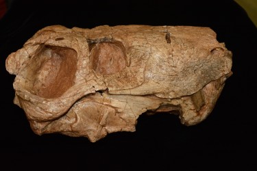 skull of a distant mammal relative