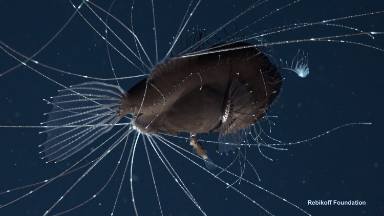 anglerfish