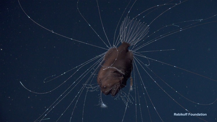anglerfish