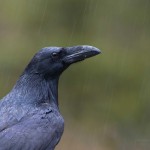 raven