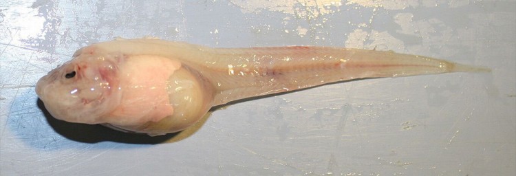 specimen of mariana snailfish