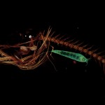 CT scan of Mariana snailfish