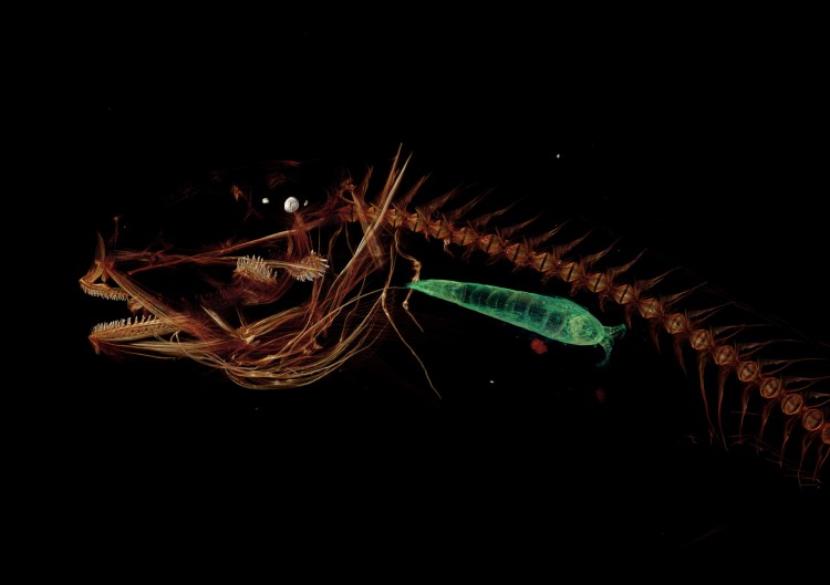 CT scan of Mariana snailfish