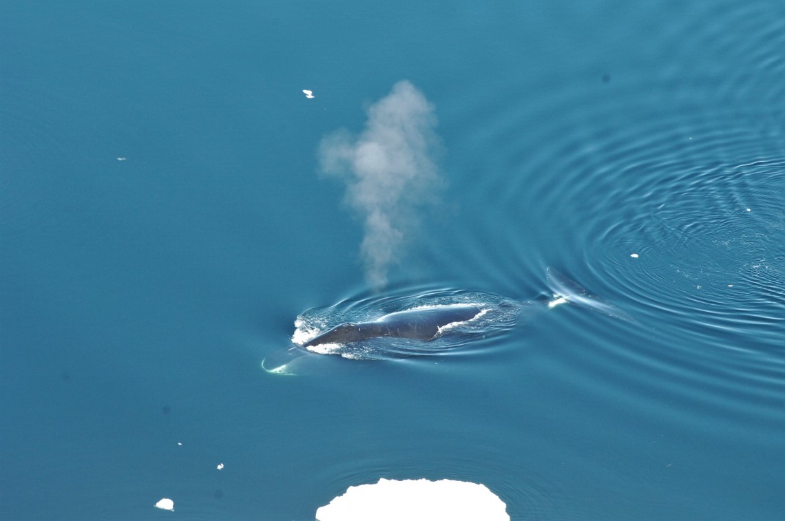 whale with spray