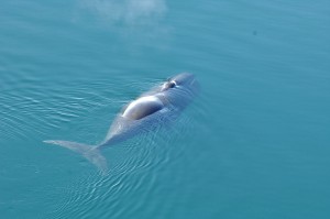 whale in turquoise water