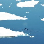 whale near floating ice