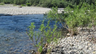 willow trees