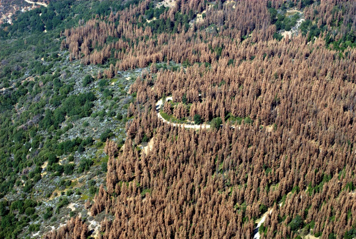 forest with dead trees