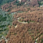forest with dead trees