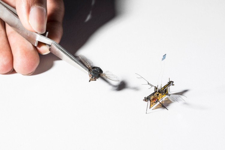 RoboFly i prawdziwa mucha