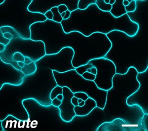 Close-up view of a plant under a microscope.