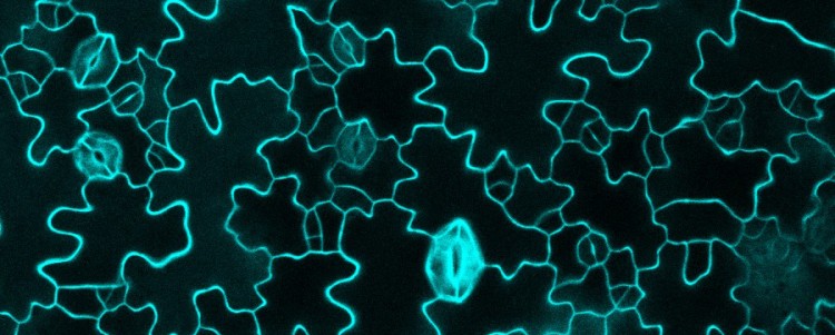 Close-up view of the surface of a plant.