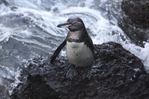 A penguin standing on the shore.