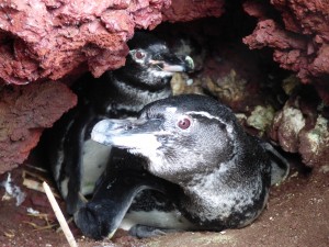 Two penguins in a nest.