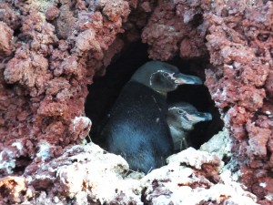 Penguins in a nest