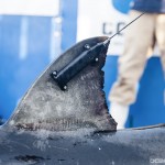 tag on shark fin