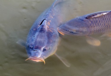 carp