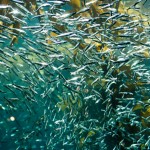 forage fish swimming