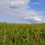 corn field in sunshine