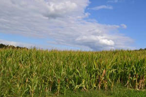 corn field in sunshine