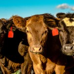 beef cows