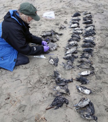 cassin's auklets