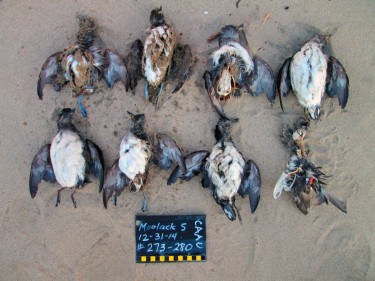 dead auklets