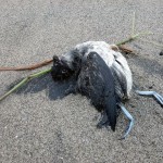 dead cassin's auklet