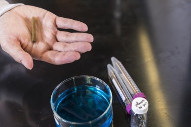 sponge-like material and dyed water