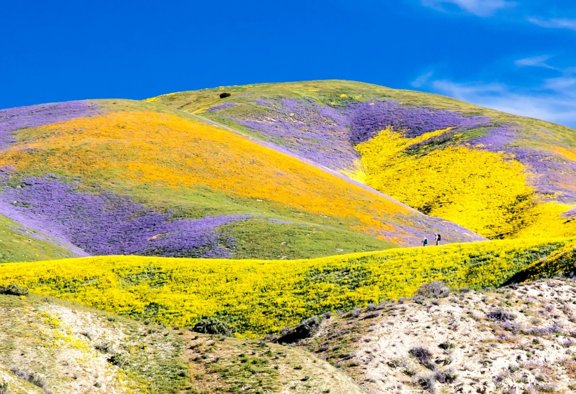 wildflowers on hill