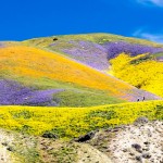 wildflowers on hill