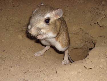 closeup of rat