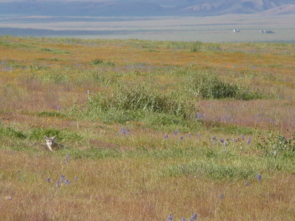 A kit fox is seen on the left in Carrizo Plain in 2010, before the historic drought. Carnivores were surprising losers in later years of the drought, as their primary prey species disappeared.