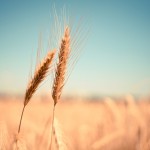 Image of ears of wheat