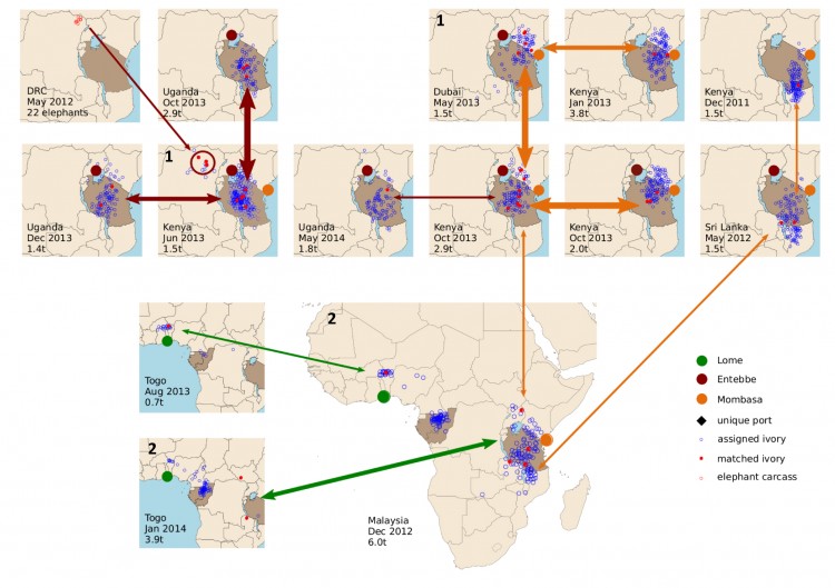 A map of Africa, showing the locations of poached elephants and the African ports where major consignments of illegal tusks are smuggled off the continent.