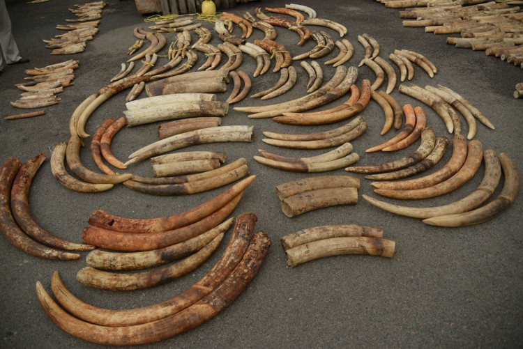 Tusks from an ivory seizure in 2015 in Singapore after they have been sorted into pairs.
