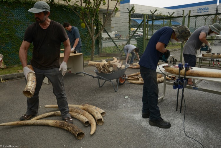 Scientists working to study elephant tusks.