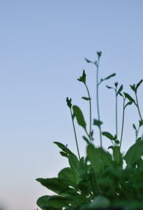 Arabidopsis thaliana plants flowering outside under natural light.