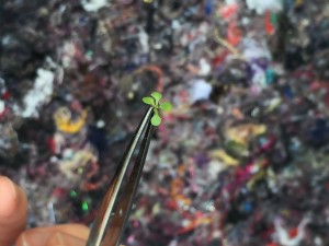 A small plant seedling, being held using forceps.