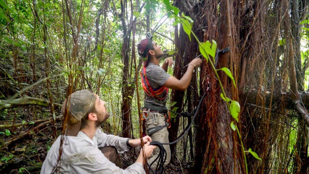 University of Washington Field Technician Rumaan Malhotra (right) begins the ascent to a nest, belayed by UW field technician Dylan Hubl (left). Both Hubl and Mahotra also worked as volunteers for San Diego Zoo, to assist with egg collection.