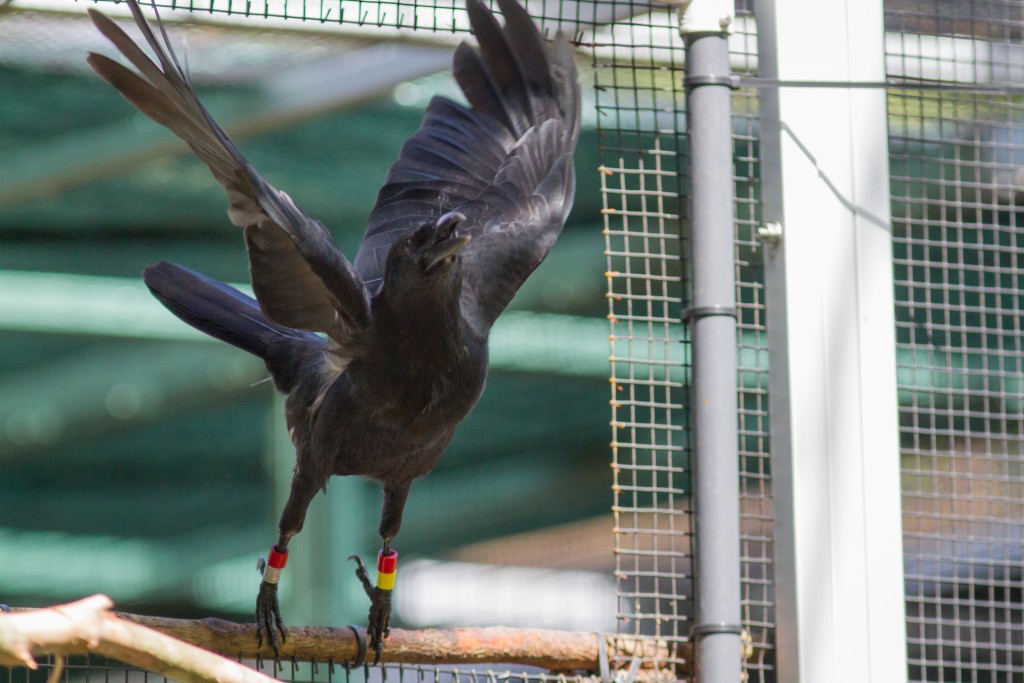 Researchers release endangered crows into the forests of Pacific island