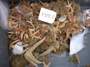 marine life that can be caught unintentionally by a trawler