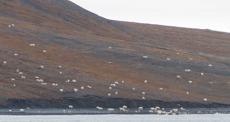 Dozens of bears feeding on a whale