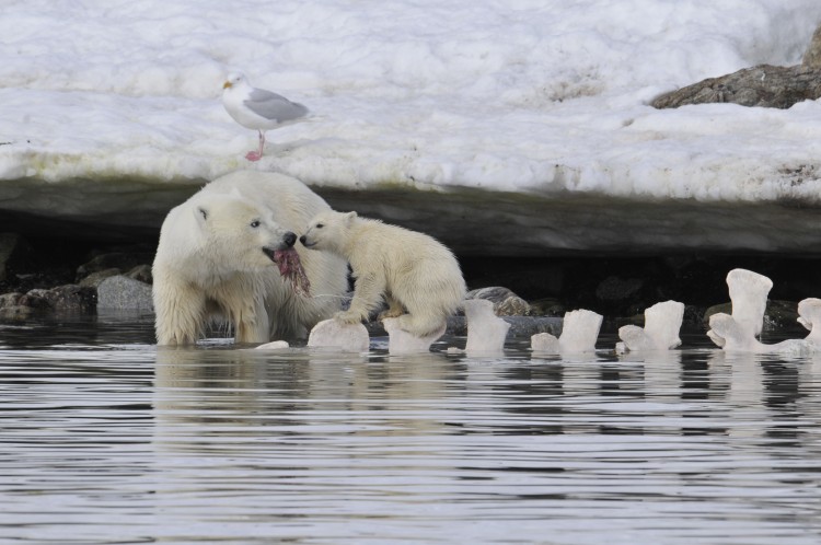 mother bear with cub, eating whale
