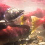 sockeye in alaska