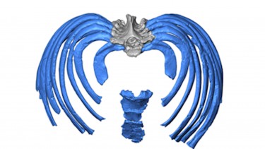 This image from the virtual reconstruction shows how the ribs attach to the spine in an inward direction, forcing an even more upright posture than in modern humans.